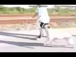 Bosuna Dememisler Kopekler En Sadik Hayvan Sadakat Testi Youtube Kopek Hayvan