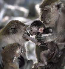 Lily On Twitter Animals Cute Animals Animals Beautiful