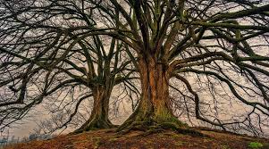 Biblical Meaning of Trees in Dreams – Interpretation and Meaning