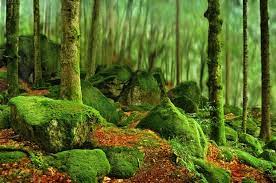 Foresta Demaniale Bagni Di Masino By Luigi Beri Photo 158134337 500px