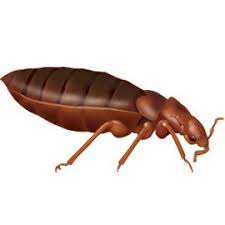 We are here to serve you and the macon community. Common Pests Bugs In Georgia Monitor Pest Control