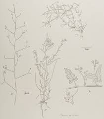 Image result for Convolvulus aschersonii