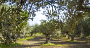 Utica L Huile D Olive Tunisienne Linkedin