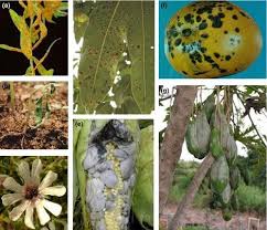 If pink disease is identified the recommended treatment is an application of an appropriate fungicide which can be applied by spraying or painting onto infected bark with a paintbrush. Examples Of Common Fungal Diseases Of Plants A Rust On Flax Linum Download Scientific Diagram