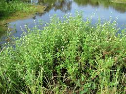 Image result for Spermacoce kirkii