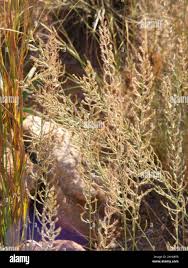 Image result for Pogonarthria