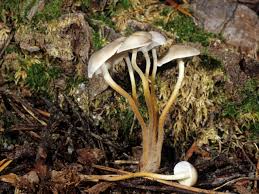 Image result for Strobilurus conigenoides