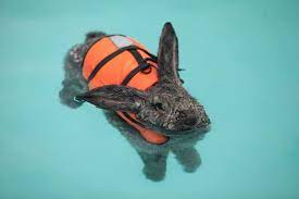 So Does Heidi Cute Animals Cute Easter Bunny Easter Bunny Pictures