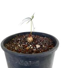 Image result for Euphorbia chevalieri