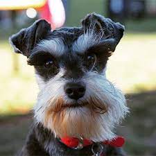 Yesss No Shave Friday S Are The Best Puppygogo Friyay Friday Noshave Beard Beards Minischnauzer Miniature Schnauzer Dog Grooming Mini Schnauzer