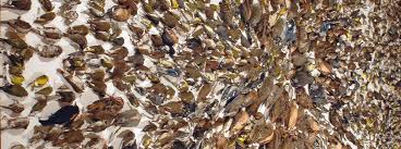 It is also believed that the birds that are hitting windows represent angels and we need to notice them and to understand their message. Birds Flying Into Windows Truths About Birds Glass Collisions From Abc Experts