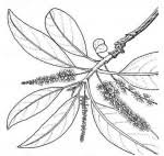 Image result for Terminalia mollis