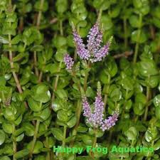 Image result for Rotala filiformis