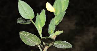 Image result for Zornia setosa