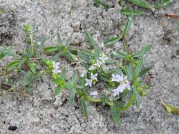 Image result for Oldenlandia sp. B