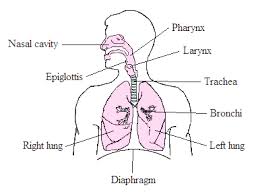 Respiratory tract respiratory a complete, schematic view of the human respiratory system with their parts and functions. The Respiratory System