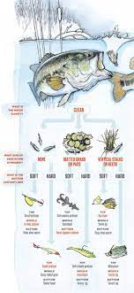 Bait Guide How To Catch Bass In Any Pond Fishing Tips Bass Fishing Tips Fishing Techniques