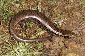 Image result for Phaulopsis sangana