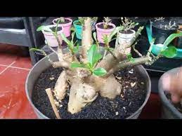 Pin Di Adenium