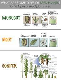 Classical Conversations Cycle 1 Week 8 Science What Are Some Types Of Seed Plants Biology Plants Plant Science Classical Conversations Foundations