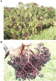Item #139500 $57.99 $57.99 each; Wyldewood Elderberry Certified Organic Peaceful Heritage Nursery