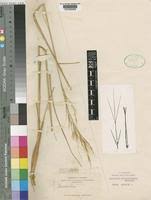Image result for Aristida canescens