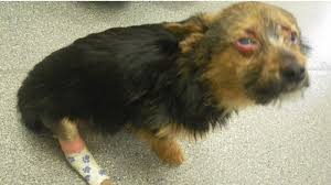 If you witness any act of abuse, neglect or cruelty against an animal it is your moral responsibility to report it to local law enforcement, or to whomever is responsible for cruelty. Petition Justice For Chunky Stop People Who Abuse Animals From Owning Ever Again Change Org