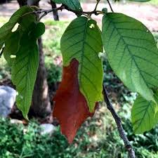 Mexican white oak (quercus polymorpha) is such an incredible tree that it's even become a favorite of the vaunted university of texas at austin. How To Identify Oak Wilt Arborcare Consulting