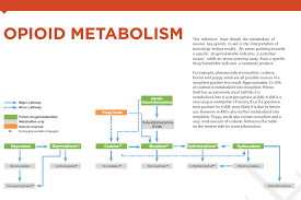Opioid Metabolism Resource Cordant Health Solutions