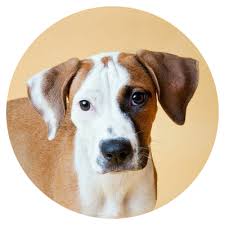 Pregnancy testing & services in burlington, vt. Chittenden Humane Society