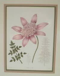 Image result for Dahlia excelsa