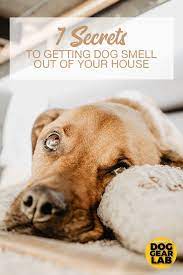 7 Secrets To Getting Dog Smell Out Of Your House Dog Smells Dog Gear Dog Minding