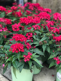 Image result for Pentarrhinum