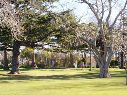 central hawke s bay hawke s bay bay tree