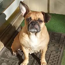 They are one of the popular pit mixed breed dogs are getting more and more popular these days, and one particular breed that is getting lots of attention is none other than the. Reasons Why You Want A Frug In Your Life Animalso