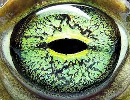 Natural Science Eye Close Up Frog Eye Photos Of Eyes