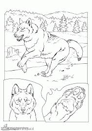 Kleurplaat wolf afb 22785 kleurplaten gratis resultado de imagen para dibujos dieren schets wolven leuk voor kids eu topkleurplaat nl. Kleurplaten Wolf Kleurplaten Kleurplaat Nl