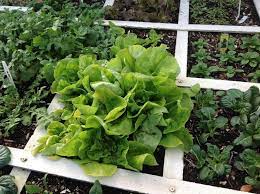 We did not find results for: More Lettuce Varieties For Your Square Foot Garden Square Foot Gardening Modern Garden Indoor Garden