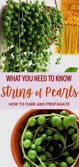 How To Care For A Sting Of Pearls Plant Make It Thrive With The Correct Soil Water And Light Situation And Fi Plants Hanging Succulents House Plants Indoor