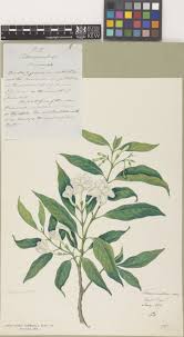Image result for Tabernaemontana eglandulosa