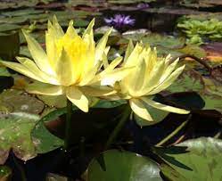 14 more photos view gallery. Yellow Hardy Water Lily Mexicana