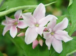 Image result for Jasminum