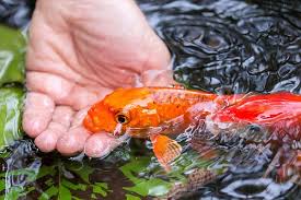 All of our koi are imported directly from japan's leading breeders and hand selected by pan intercorp staff. A Koi In The Hand By Priya Ghose In 2021 Koi Koi Art Pet Fish