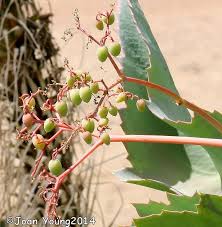 Image result for Cyphostemma barbosae