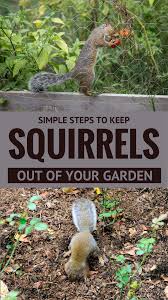 These include daffodils, alliums, snowdrops, and hyacinth. Simple Steps To Keep Squirrels Out Of Your Garden Getgardentips Com
