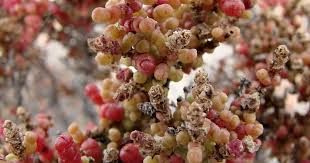 Image result for Halosarcia indica