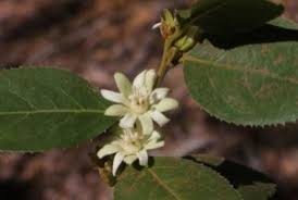 Image result for Paropsia brazzeana