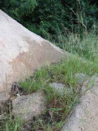 Image result for Eragrostis atrovirens