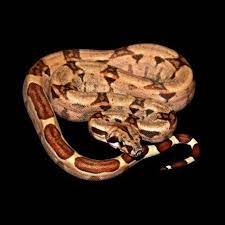 Hypo Colombian Red Tail Boas Boa Constrictor Imperator Red Tail Boa Boa Constrictor Beautiful Snakes