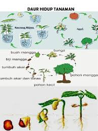Kacang ijo dapat tumbuh pada tanah dengan ph optimal 6,7, aerasi dan drainase yang baik, serta tekstur tanah liat berlempung. Daur Hidup Tanaman